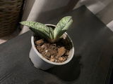 N. review photo
