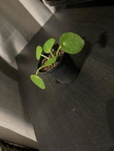 N. review photo