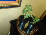 Wanga M. review photo