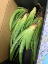 Jeenah H. review photo