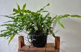 Yentl J. review photo