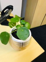 hlobi g. review photo