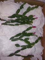 Martie S. review photo