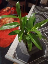 Khanyisile Z. review photo