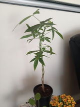 Sershan P. review photo