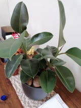 Lienkie O. review photo