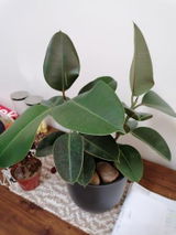 Lienkie O. review photo