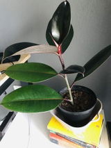 Bokang S. review photo
