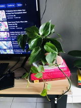 Bokang S. review photo