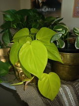 Celda F. review photo