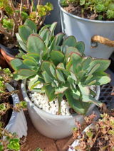 Pravina A. review photo