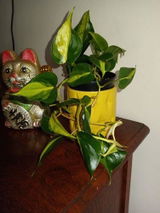Celda F. review photo