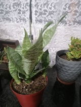 Elmarie review photo