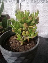 Elmarie review photo