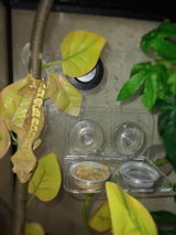 Patience review photo