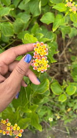 Priyanka review photo