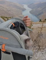 Whiskers review photo