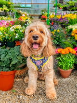 Ben Green review photo