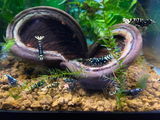 Jason W (Shrimp Keeper) review photo