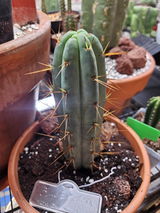Deborah Barto review photo