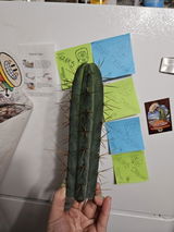 Deborah Barto review photo