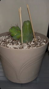 A new cacti guy review photo