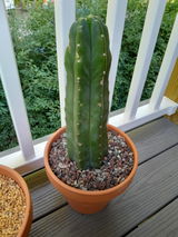 Andrew Alicky review photo