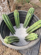A cactus dude's wife review photo
