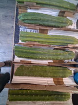 A cactus dude's wife review photo