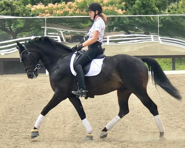 Rider on a black horse trotting in an outdoor arena