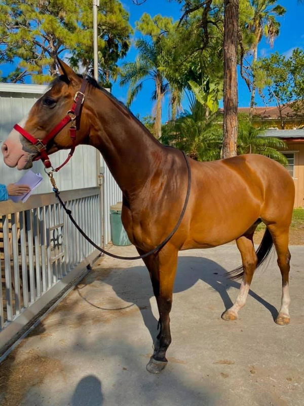 Chestnut horse in a red halter standing on sand by a white fence