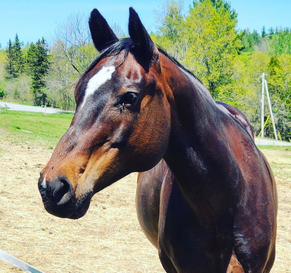Head shot of a bay horse with a white star, trees behind