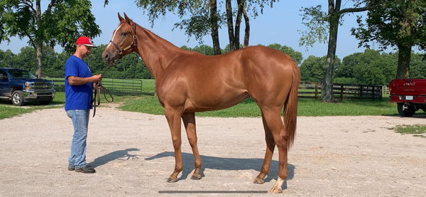 Chestnut horse standing square on a sandy lot with its handler nearby