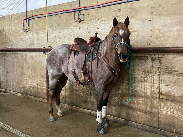 Saddled roan horse tied beside a concrete wall