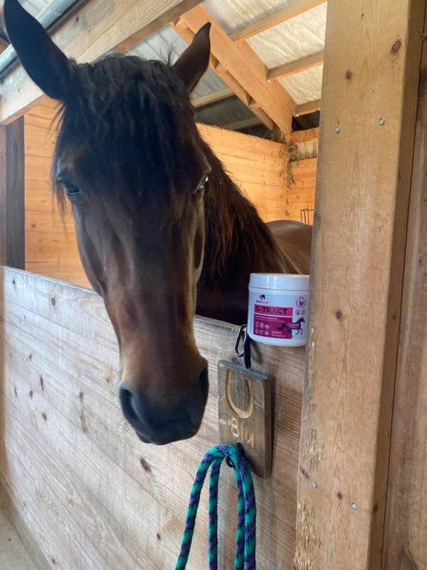 Bay horse looking over a stall door beside a supplement tub