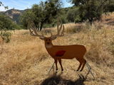 California Hunter review photo