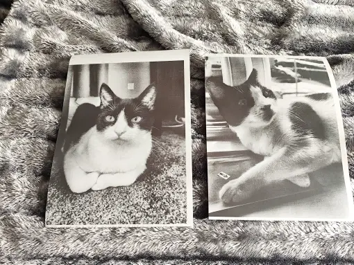 Photo jointe à l’avis de U***r