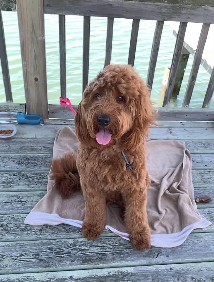 Big Stretch Goldendoodle Sweatshirt