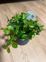 akie review photo