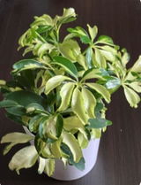 匿名希望 review photo