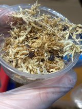 Annam review photo