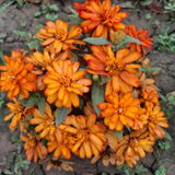 Vivekanand Pandey review photo