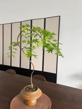 みゆき review photo