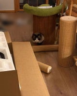 まゆか review photo