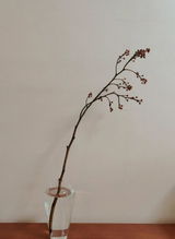 Ayano review photo
