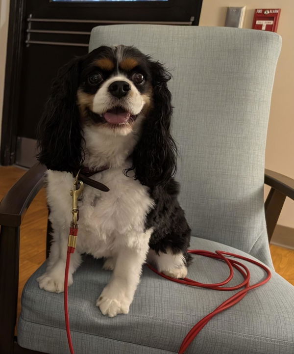 Customer photo: Bare Brandy the Cavalier King Charles Spaniel - Women's V-neck Shirt