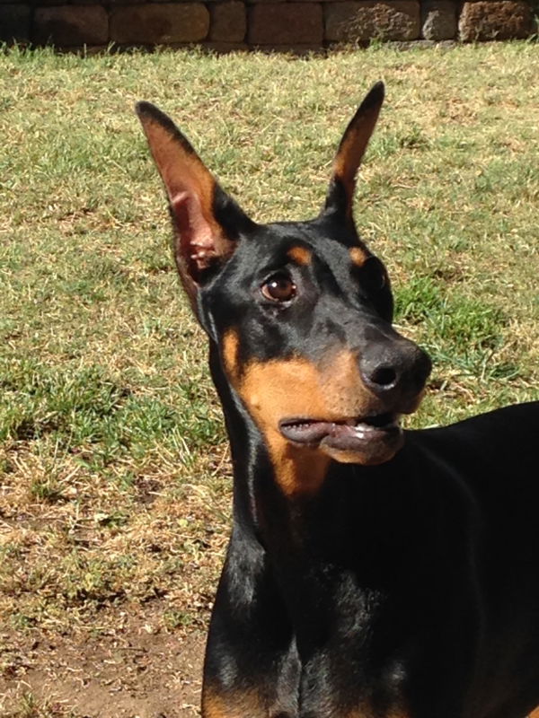 Customer photo: Jenna the Doberman Pinscher - Cali Wave Hooded Sweatshirt