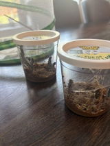 Amber review photo