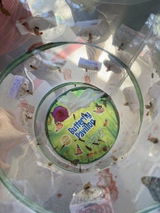 Gladys S. review photo