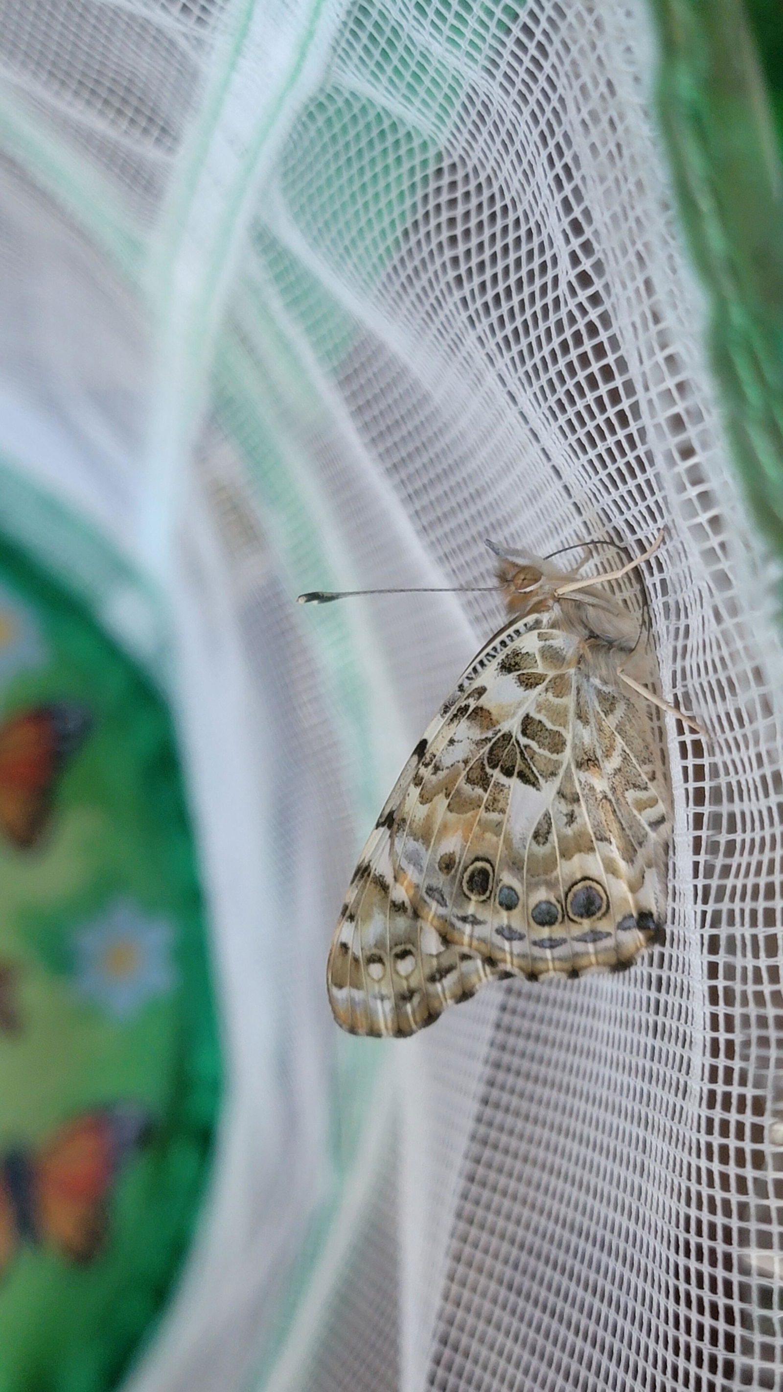 Butterfly Garden® with Voucher | Grow Your Butterflies When Ready